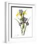 Spanish Iris-null-Framed Giclee Print