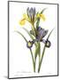Spanish Iris-null-Mounted Giclee Print