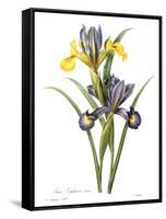 Spanish Iris-null-Framed Stretched Canvas