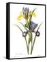 Spanish Iris-null-Framed Stretched Canvas