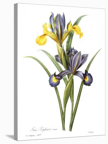 Spanish Iris-null-Stretched Canvas