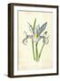 Spanish Iris-Frederick Edward Hulme-Framed Giclee Print