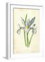 Spanish Iris-Frederick Edward Hulme-Framed Giclee Print