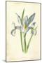 Spanish Iris-Frederick Edward Hulme-Mounted Giclee Print