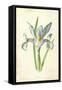 Spanish Iris-Frederick Edward Hulme-Framed Stretched Canvas