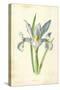 Spanish Iris-Frederick Edward Hulme-Stretched Canvas