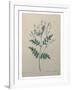 Spanish Jasmine-Pierre-Joseph Redoute-Framed Art Print