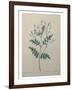 Spanish Jasmine-Pierre-Joseph Redoute-Framed Art Print