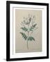 Spanish Jasmine-Pierre-Joseph Redoute-Framed Art Print