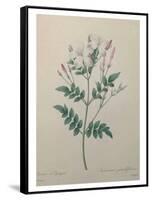 Spanish Jasmine-Pierre-Joseph Redoute-Framed Stretched Canvas