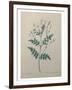 Spanish Jasmine-Pierre-Joseph Redoute-Framed Art Print