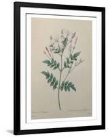 Spanish Jasmine-Pierre-Joseph Redoute-Framed Art Print