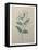 Spanish Jasmine-Pierre-Joseph Redoute-Framed Stretched Canvas