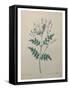 Spanish Jasmine-Pierre-Joseph Redoute-Framed Stretched Canvas