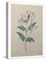 Spanish Jasmine-Pierre-Joseph Redoute-Stretched Canvas