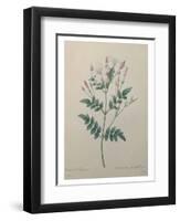 Spanish Jasmine-Pierre-Joseph Redoute-Framed Art Print