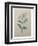 Spanish Jasmine-Pierre-Joseph Redoute-Framed Art Print