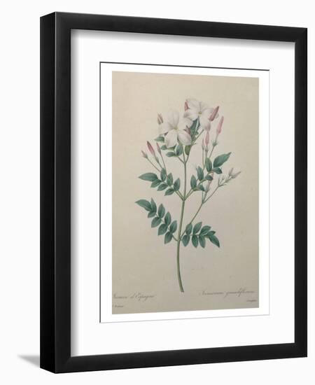 Spanish Jasmine-Pierre-Joseph Redoute-Framed Art Print