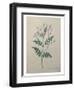 Spanish Jasmine-Pierre-Joseph Redoute-Framed Art Print