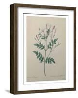 Spanish Jasmine-Pierre-Joseph Redoute-Framed Art Print