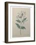 Spanish Jasmine-Pierre-Joseph Redoute-Framed Art Print