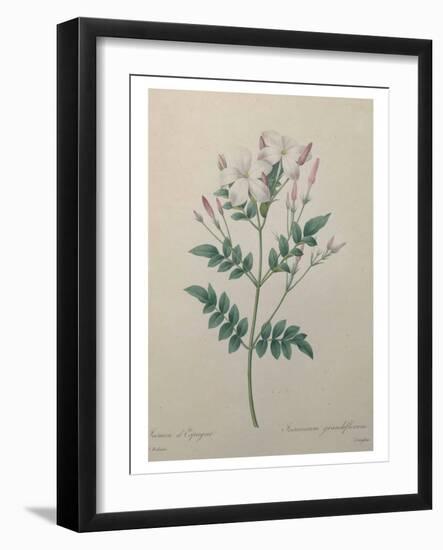 Spanish Jasmine-Pierre-Joseph Redoute-Framed Art Print