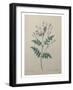 Spanish Jasmine-Pierre-Joseph Redoute-Framed Art Print