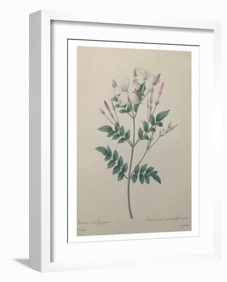 Spanish Jasmine-Pierre-Joseph Redoute-Framed Art Print