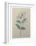 Spanish Jasmine-Pierre-Joseph Redoute-Framed Art Print