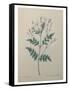 Spanish Jasmine-Pierre-Joseph Redoute-Framed Stretched Canvas