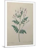 Spanish Jasmine-Pierre-Joseph Redoute-Mounted Art Print