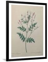 Spanish Jasmine-Pierre-Joseph Redoute-Framed Art Print