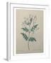 Spanish Jasmine-Pierre-Joseph Redoute-Framed Art Print