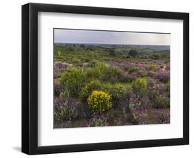 Spanish lavender, Parque Natural do Vale do Guadiana, Portugal, Alentejo-Martin Zwick-Framed Photographic Print
