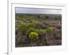 Spanish lavender, Parque Natural do Vale do Guadiana, Portugal, Alentejo-Martin Zwick-Framed Photographic Print