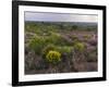 Spanish lavender, Parque Natural do Vale do Guadiana, Portugal, Alentejo-Martin Zwick-Framed Photographic Print