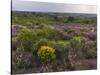 Spanish lavender, Parque Natural do Vale do Guadiana, Portugal, Alentejo-Martin Zwick-Stretched Canvas