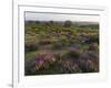 Spanish lavender, Parque Natural do Vale do Guadiana, Portugal, Alentejo-Martin Zwick-Framed Photographic Print