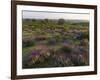 Spanish lavender, Parque Natural do Vale do Guadiana, Portugal, Alentejo-Martin Zwick-Framed Photographic Print