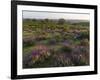 Spanish lavender, Parque Natural do Vale do Guadiana, Portugal, Alentejo-Martin Zwick-Framed Photographic Print