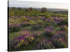 Spanish lavender, Parque Natural do Vale do Guadiana, Portugal, Alentejo-Martin Zwick-Stretched Canvas