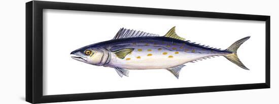 Spanish Mackerel (Scomberomorus Maculatus), Fishes-Encyclopaedia Britannica-Framed Poster