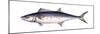 Spanish Mackerel (Scomberomorus Maculatus), Fishes-Encyclopaedia Britannica-Mounted Poster