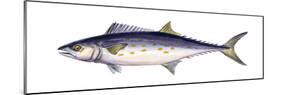 Spanish Mackerel (Scomberomorus Maculatus), Fishes-Encyclopaedia Britannica-Mounted Poster