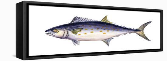 Spanish Mackerel (Scomberomorus Maculatus), Fishes-Encyclopaedia Britannica-Framed Stretched Canvas