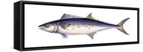 Spanish Mackerel (Scomberomorus Maculatus), Fishes-Encyclopaedia Britannica-Framed Stretched Canvas