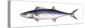 Spanish Mackerel (Scomberomorus Maculatus), Fishes-Encyclopaedia Britannica-Stretched Canvas