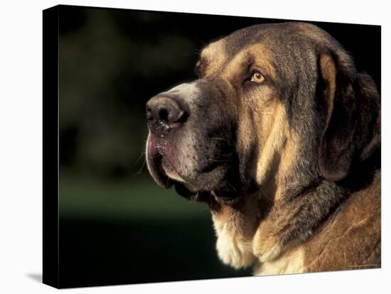 Spanish Mastiff Portrait-Adriano Bacchella-Stretched Canvas