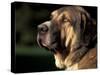 Spanish Mastiff Portrait-Adriano Bacchella-Stretched Canvas