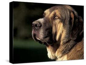 Spanish Mastiff Portrait-Adriano Bacchella-Stretched Canvas